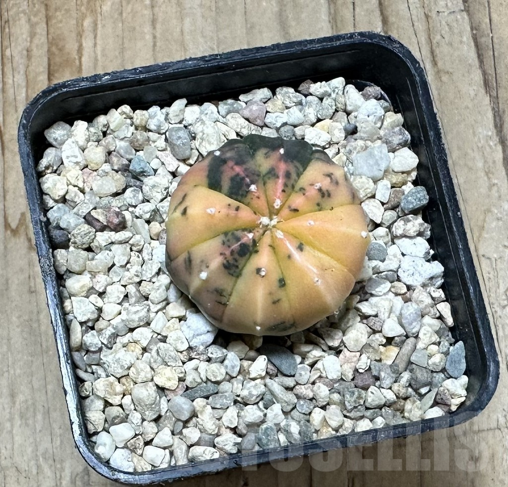 SHPR35426 Astrophytum asterias ‘Purple Skin’ f. variegata - immagine 2