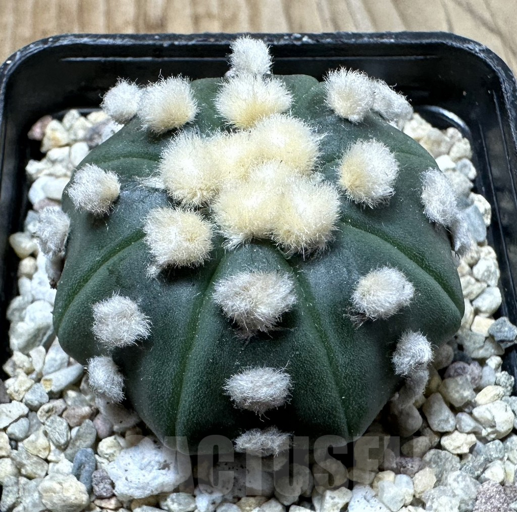 SHPR35427 Astrophytum asterias ‘Ooibo’
