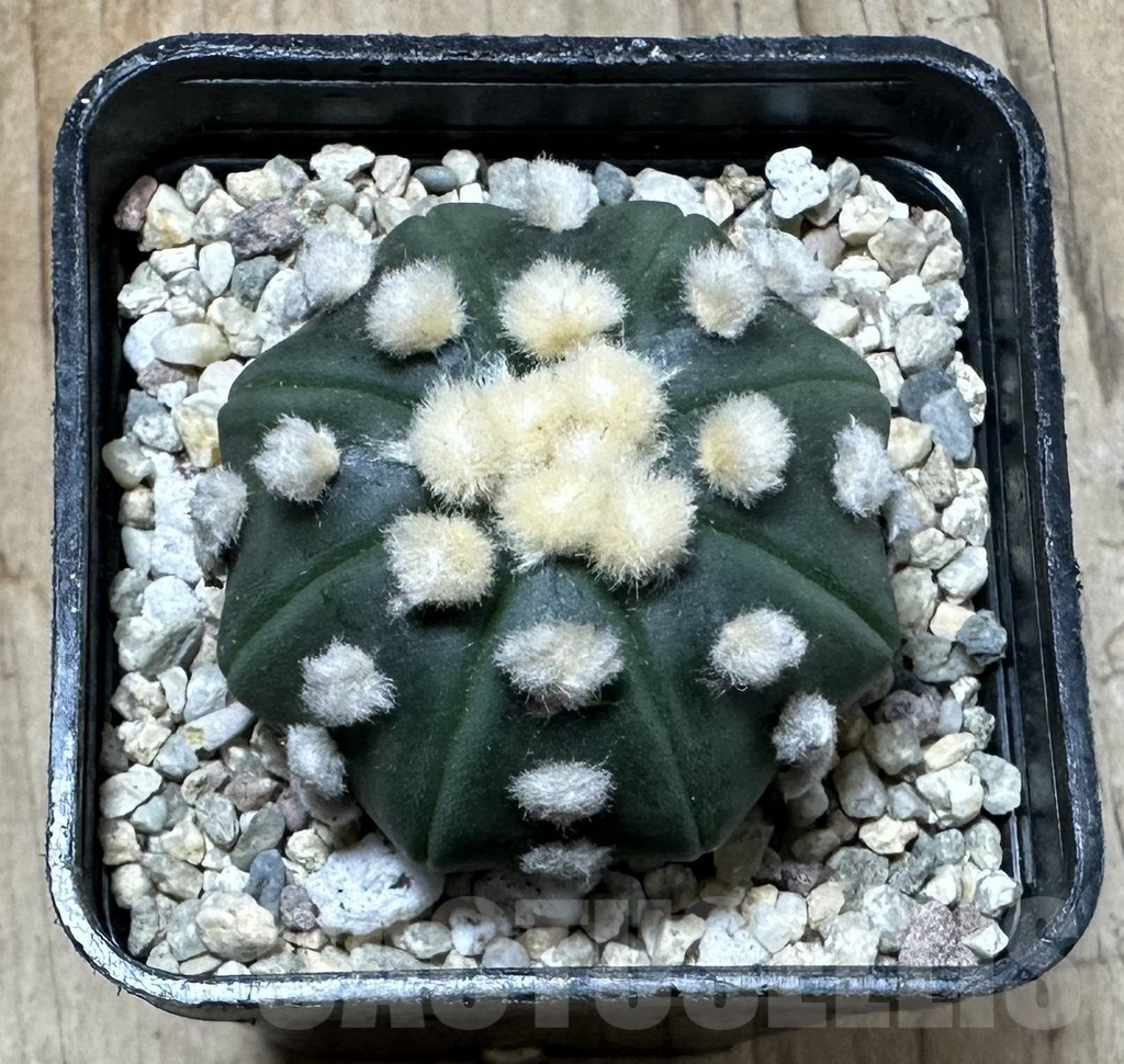 SHPR35427 Astrophytum asterias ‘Ooibo’ - Imagen 2