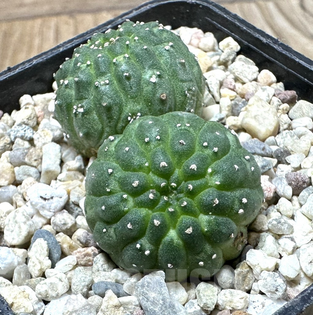 SHPR35430 Euphorbia gymnocalycioides
