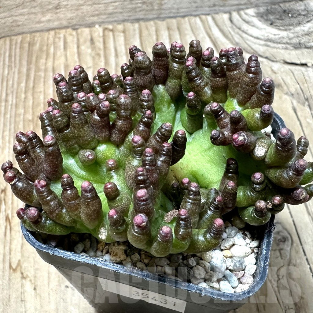 SHPR35431 Mammillaria bocasana ‘Fred’ f.cristata