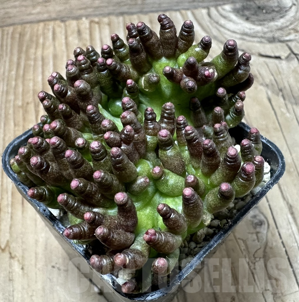 SHPR35431 Mammillaria bocasana ‘Fred’ f.cristata - Image 2