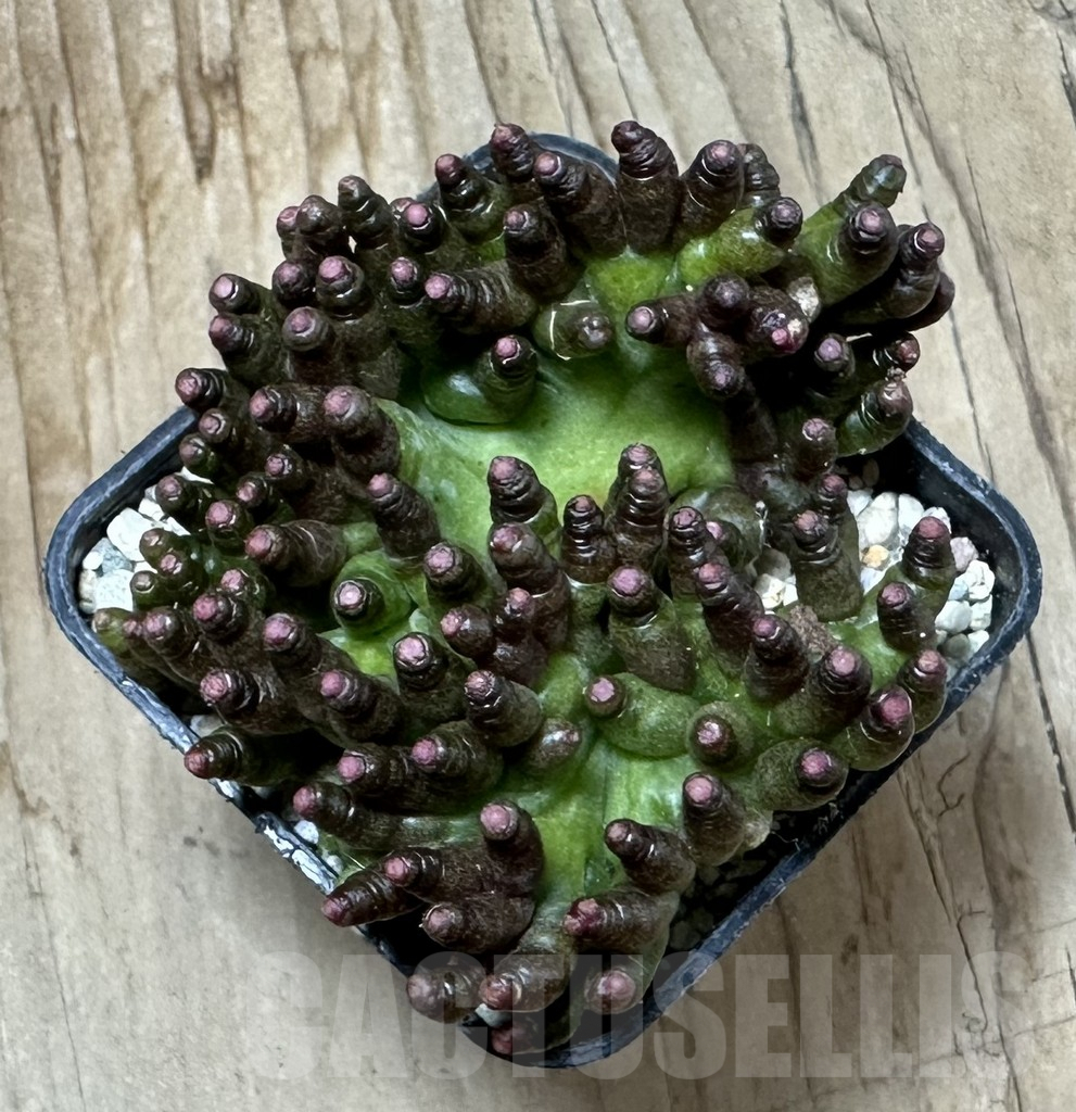 SHPR35431 Mammillaria bocasana ‘Fred’ f.cristata - Image 3