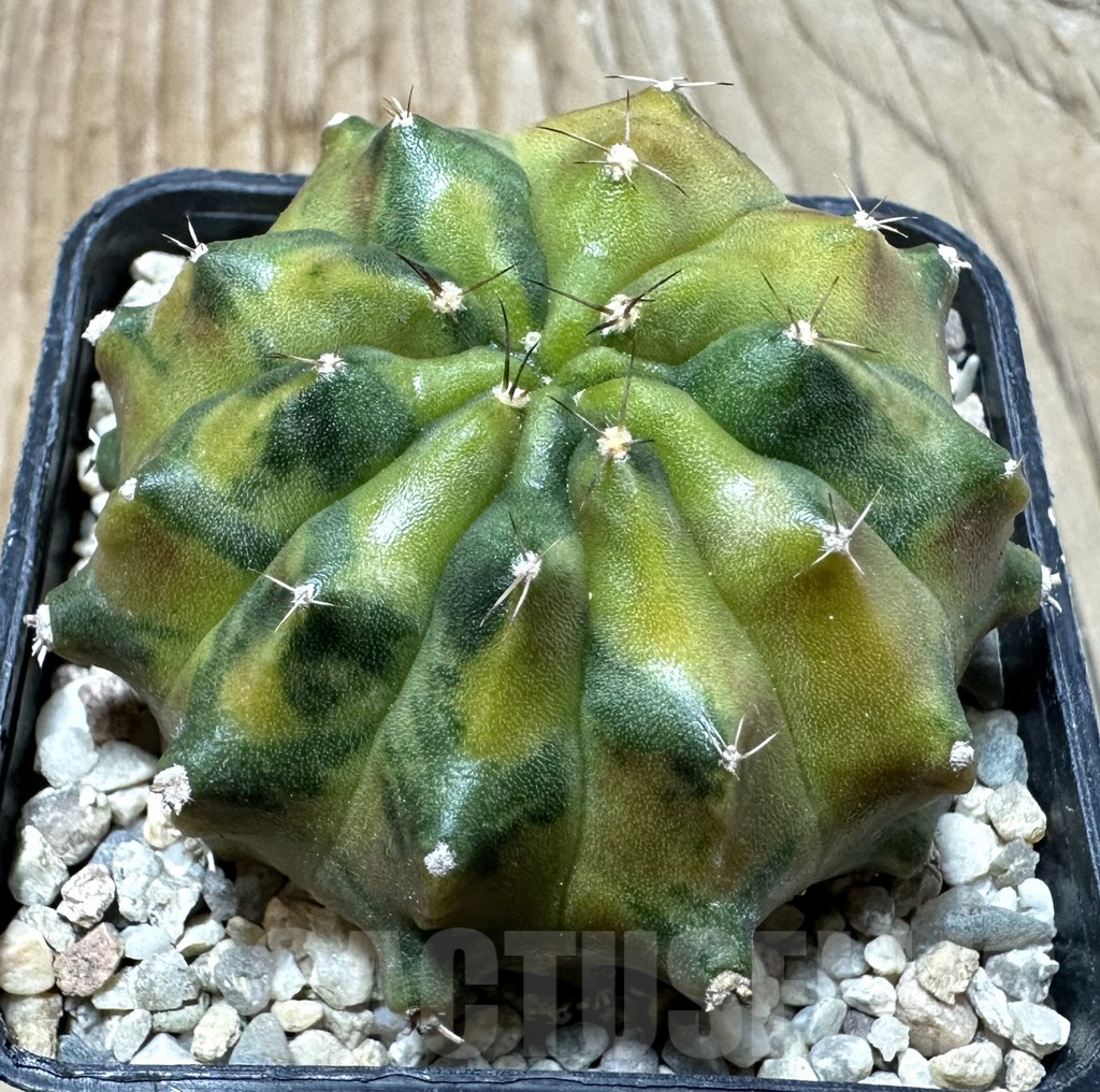 SHPR35433 Gymnocalycium mihanovichii ‘Sepia’ seedling