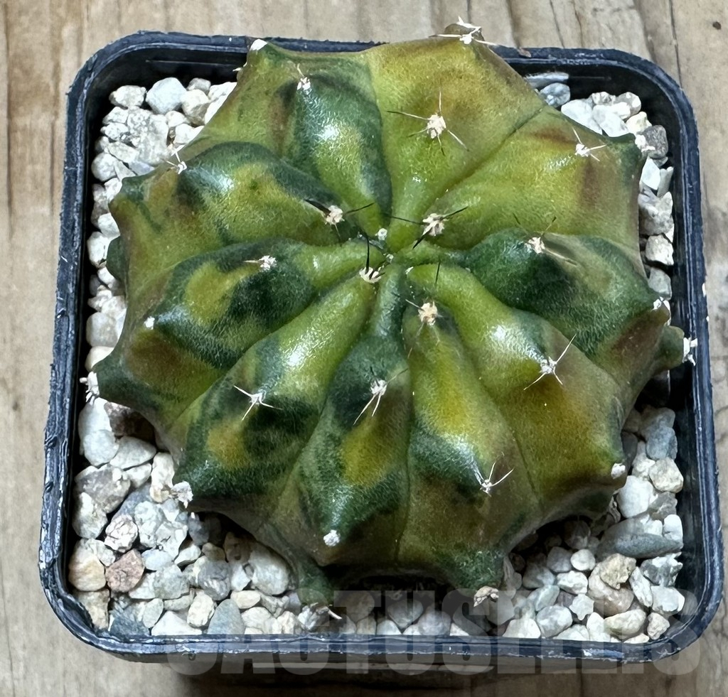 SHPR35433 Gymnocalycium mihanovichii ‘Sepia’ seedling - immagine 2