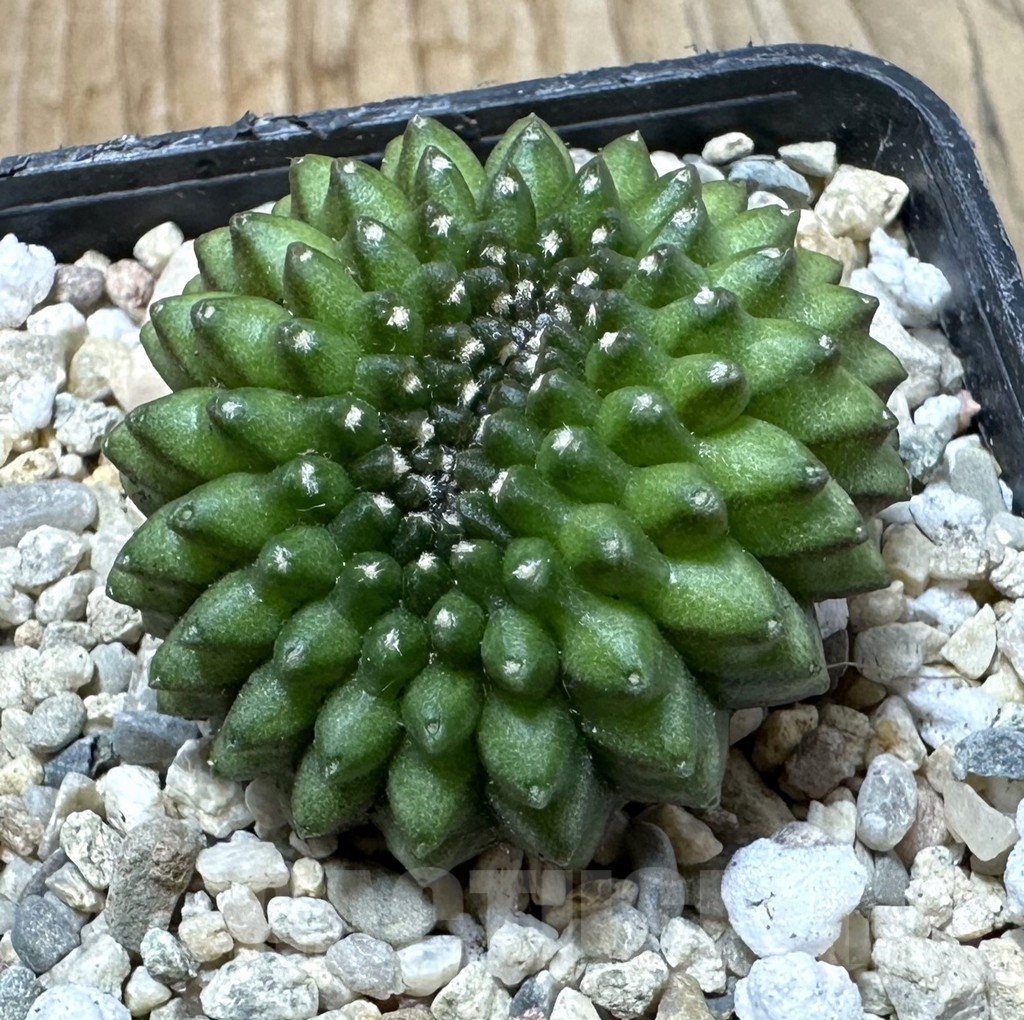 SHPR35434 Gymnocalycium mihanovichii ‘inermis’ f. cristata