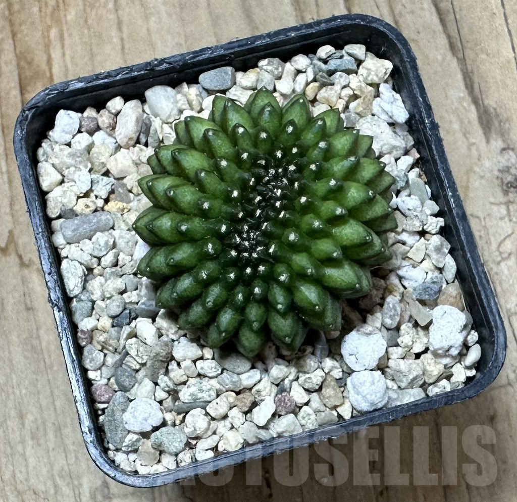 SHPR35434 Gymnocalycium mihanovichii ‘inermis’ f. cristata - immagine 2