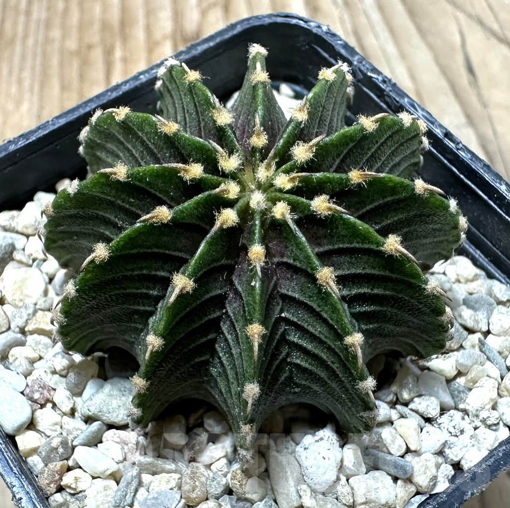 SHPR35435 Gymnocalycium friedrichii LB 2178