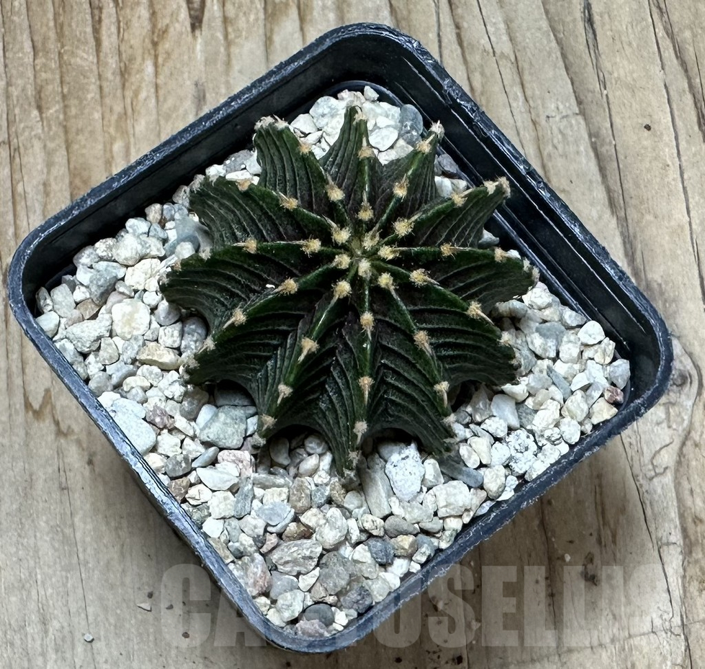 SHPR35435 Gymnocalycium friedrichii LB 2178 - immagine 2
