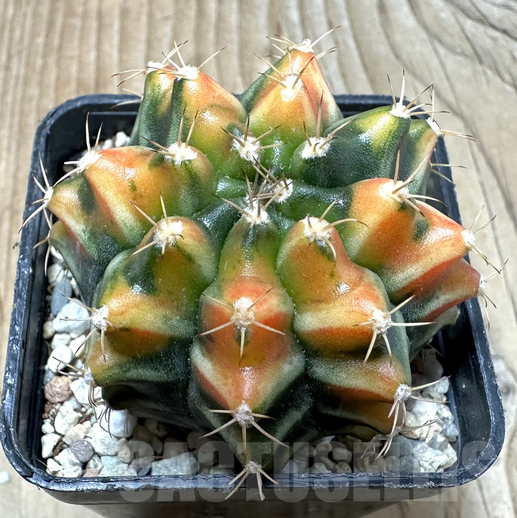 SHPR35436 Gymnocalycium mihanovichii 'Lergent Zam'