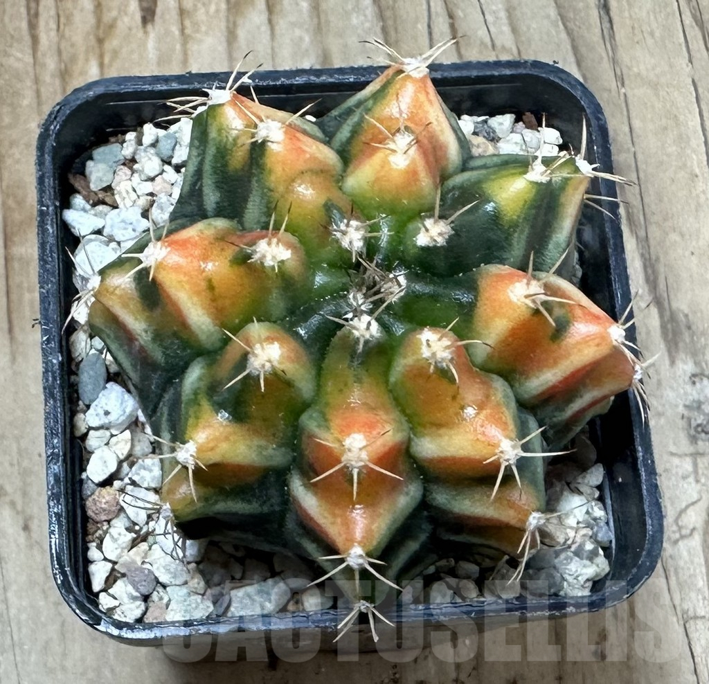 SHPR35436 Gymnocalycium mihanovichii 'Lergent Zam' - immagine 2