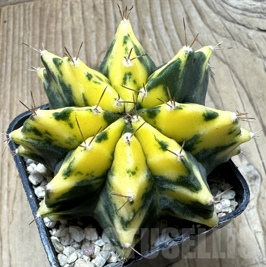 SHPR35439 Gymnocalycium mihanovichii 'Sumanstya'