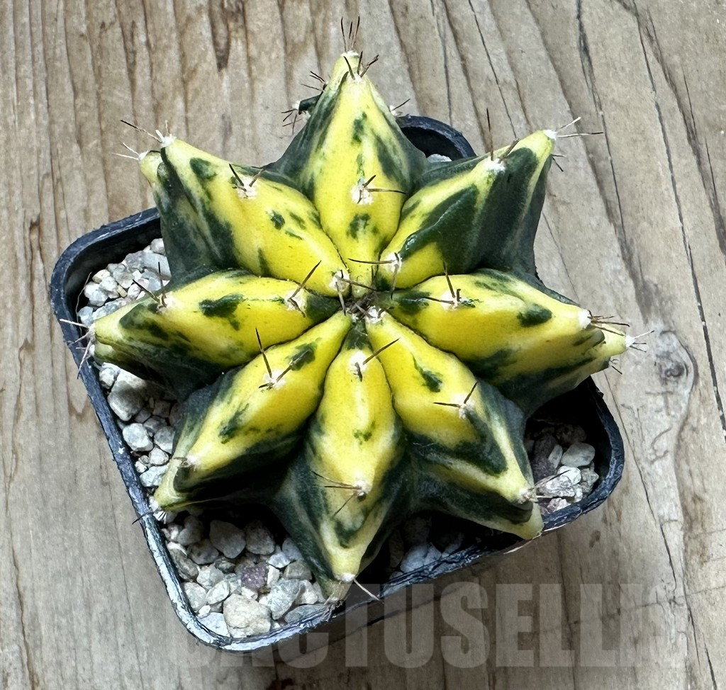 SHPR35439 Gymnocalycium mihanovichii 'Sumanstya' - 画像 (2)