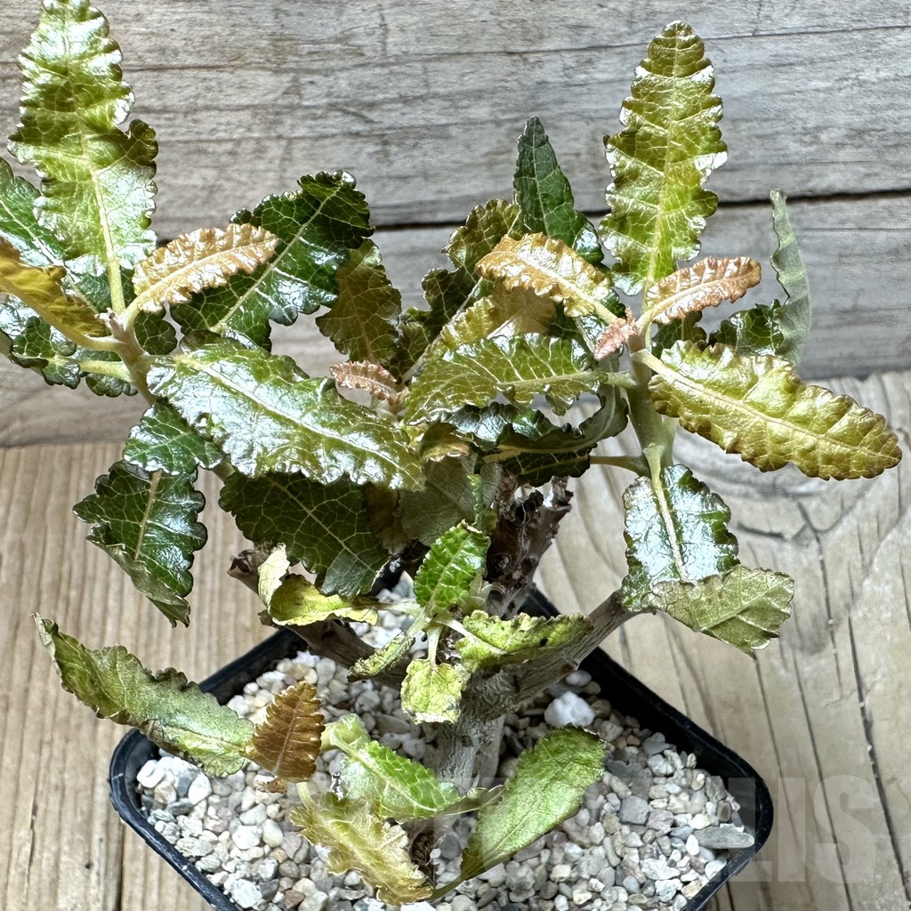 SHPR35441 Boswellia nana