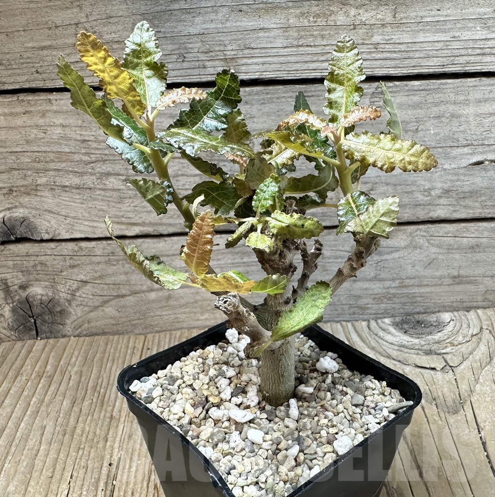 SHPR35441 Boswellia nana - Image 2