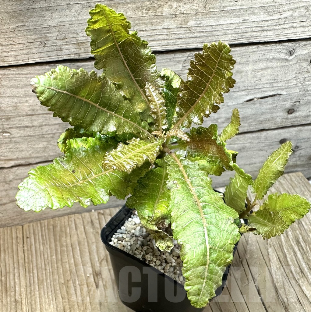 SHPR35442 Boswellia nana