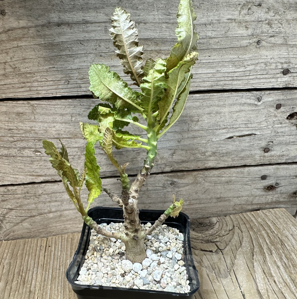 SHPR35442 Boswellia nana - Image 2