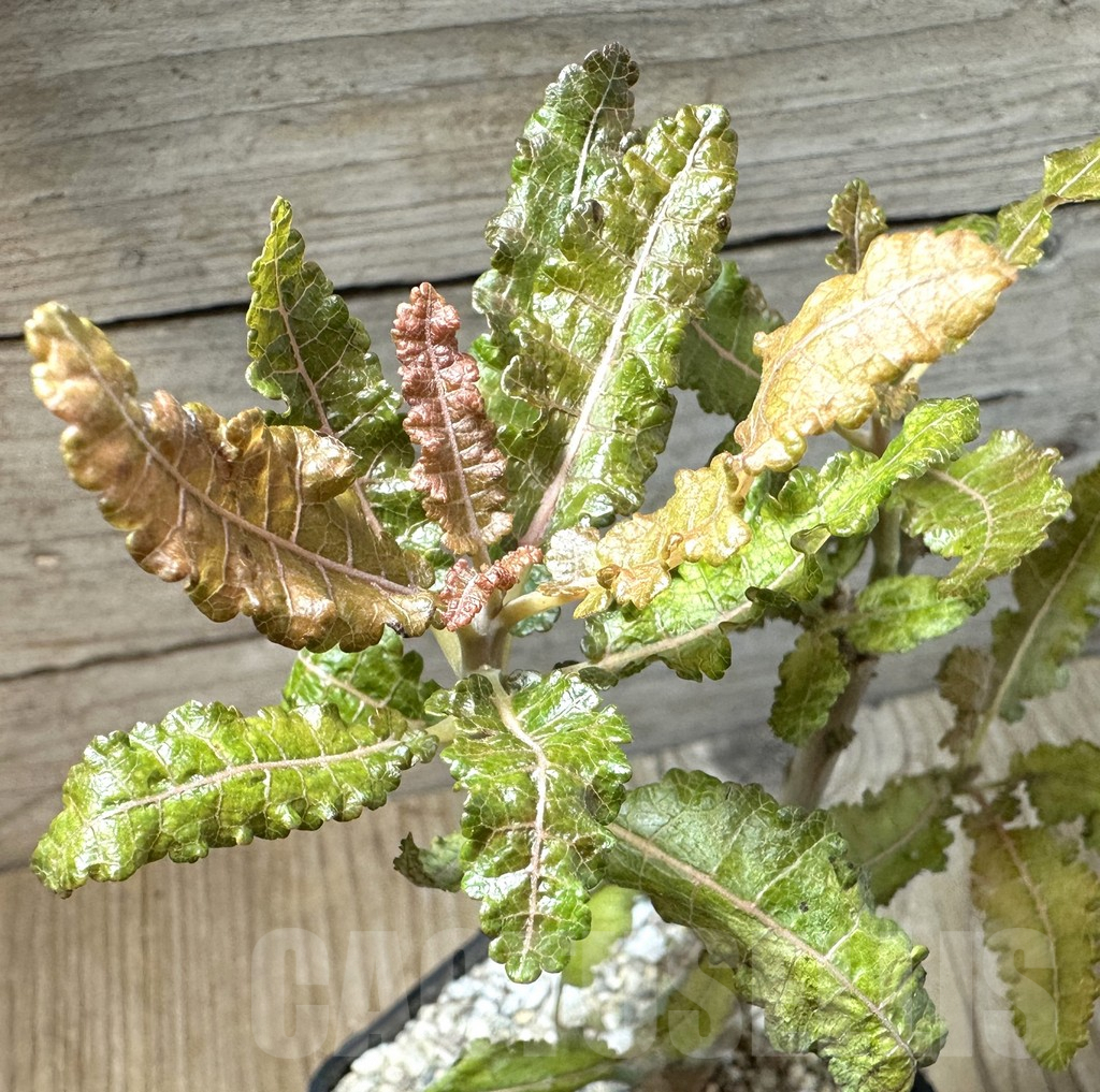 SHPR35443 Boswellia nana