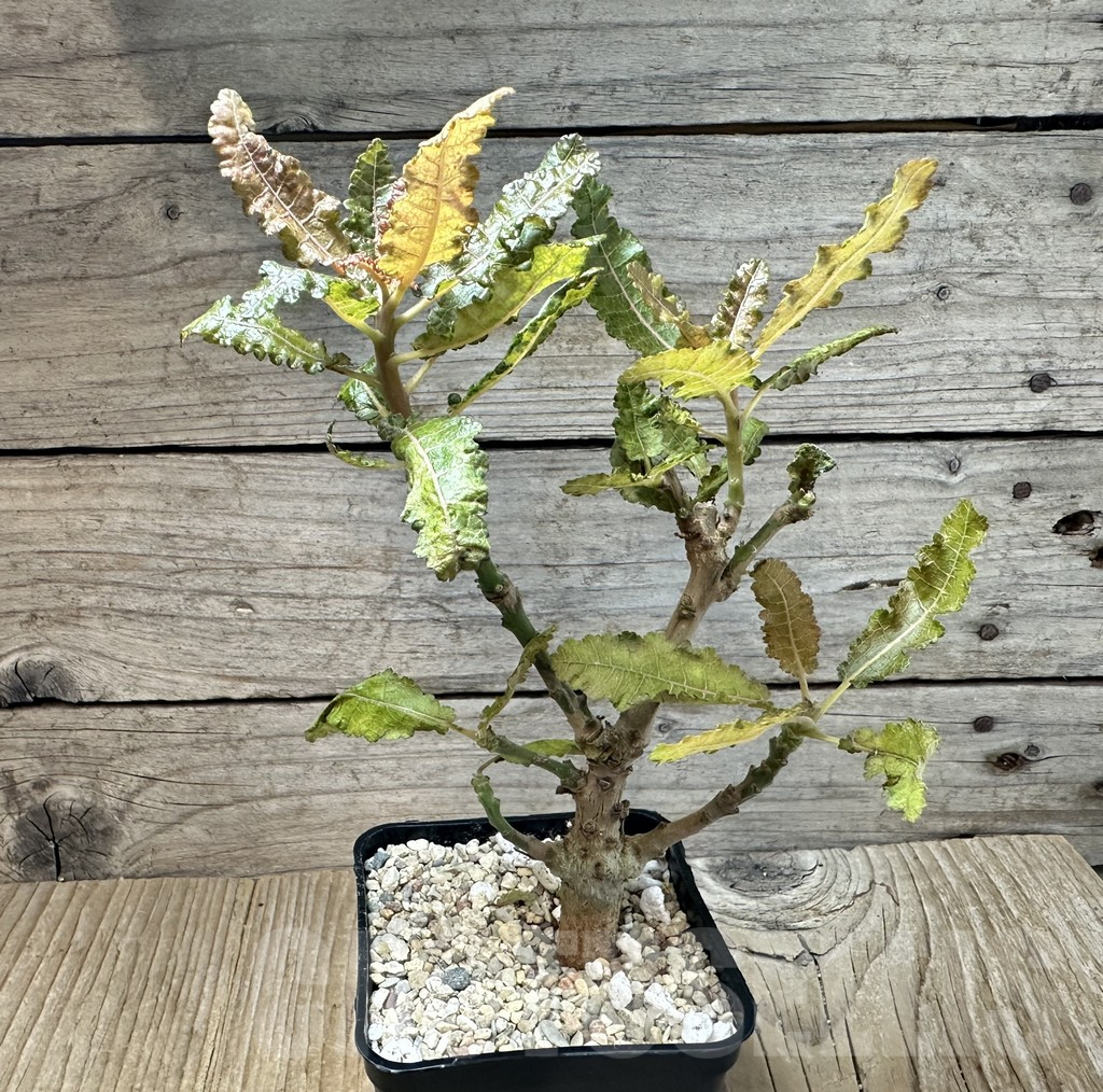 SHPR35443 Boswellia nana - Image 2