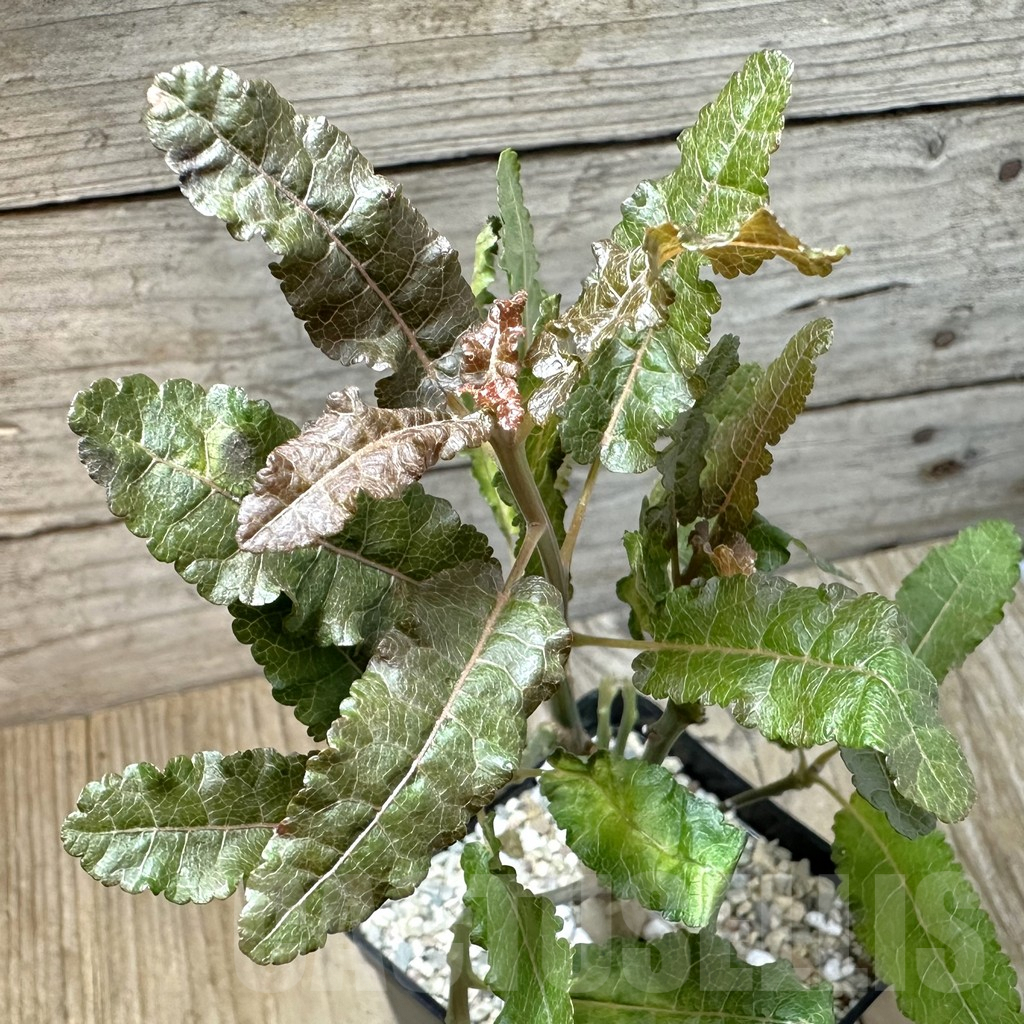 SHPR35444 Boswellia nana