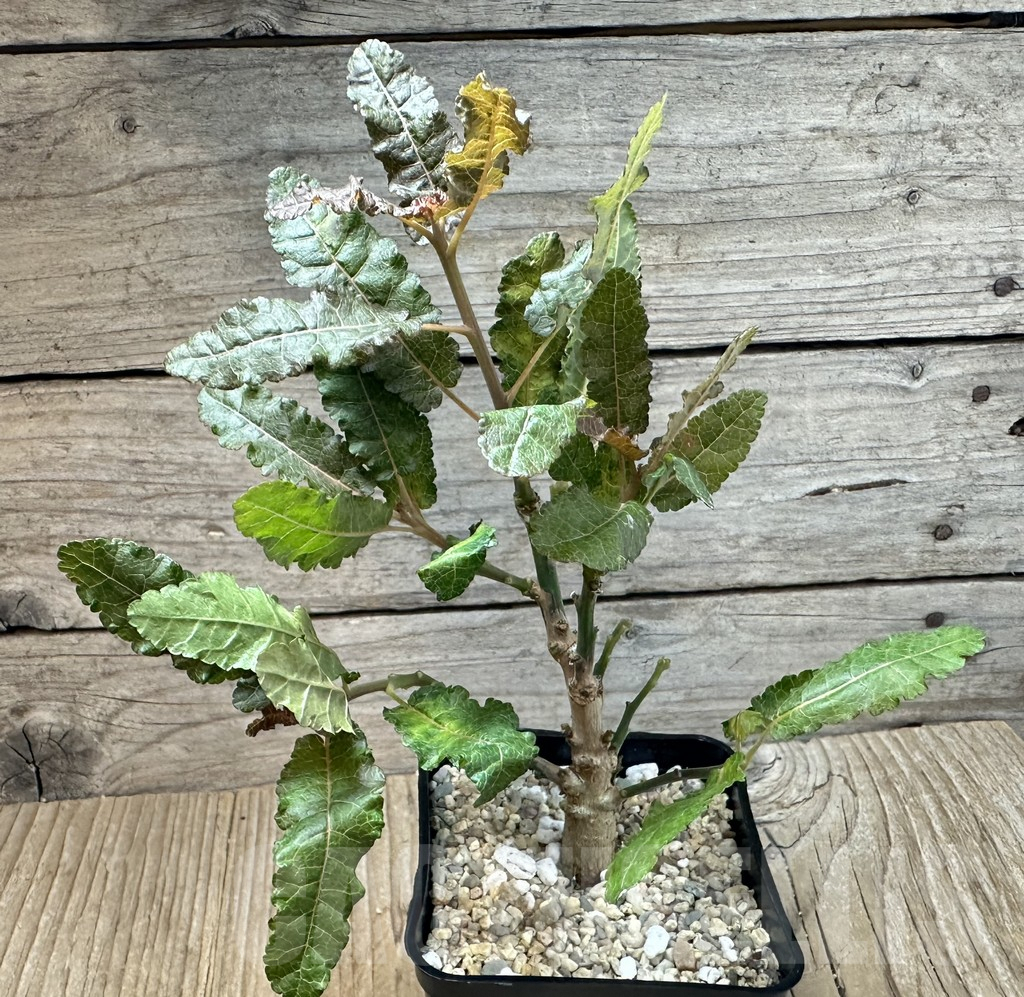 SHPR35444 Boswellia nana - Зображення 2