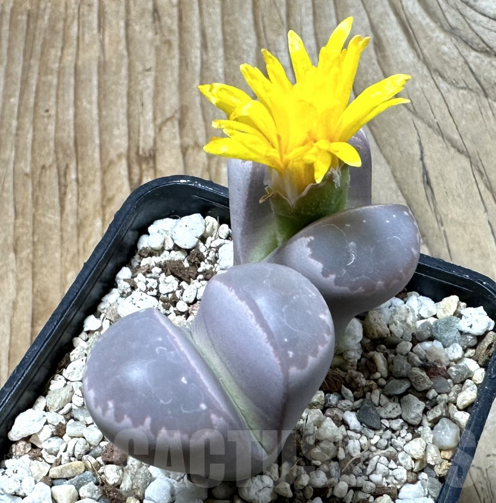 SHPR35360 Lithops olivacea ‘Red Olive’ - Image 2