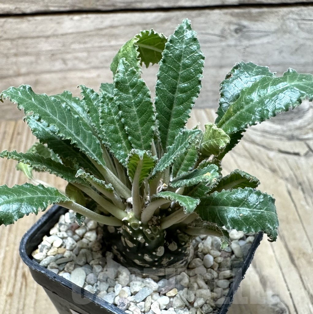 SHPR35446 Dorstenia lavrani f. cristata