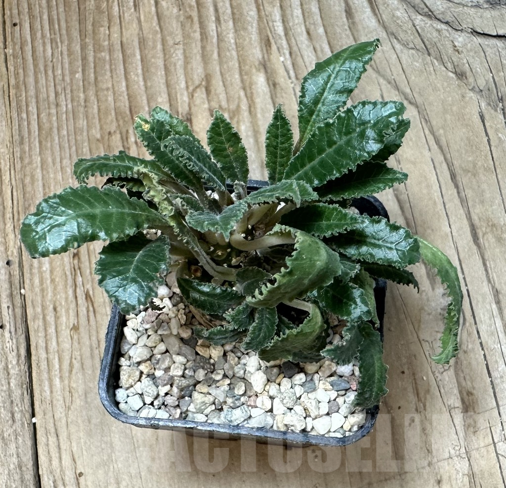 SHPR35446 Dorstenia lavrani f. cristata - immagine 2