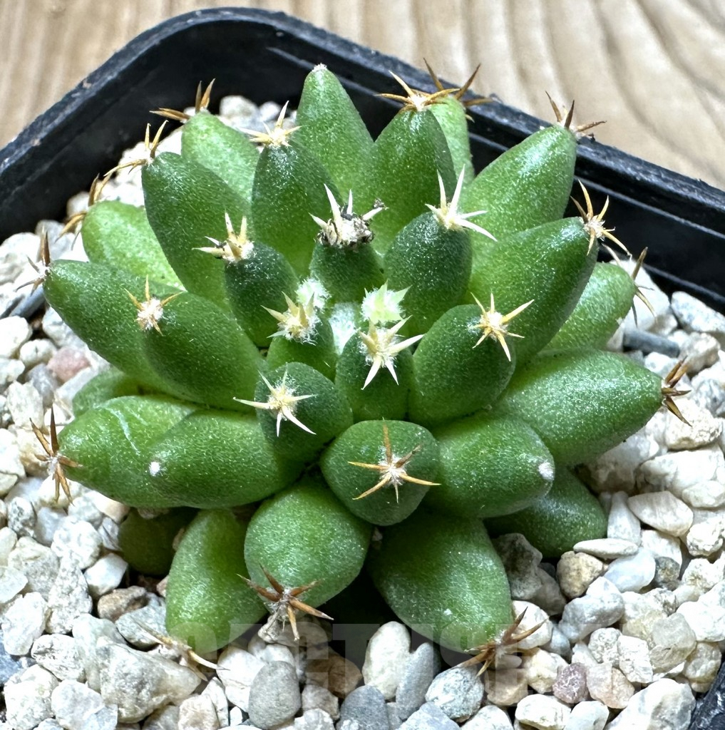 SHPR35366 Mammillaria camptotricha ‘Bru’