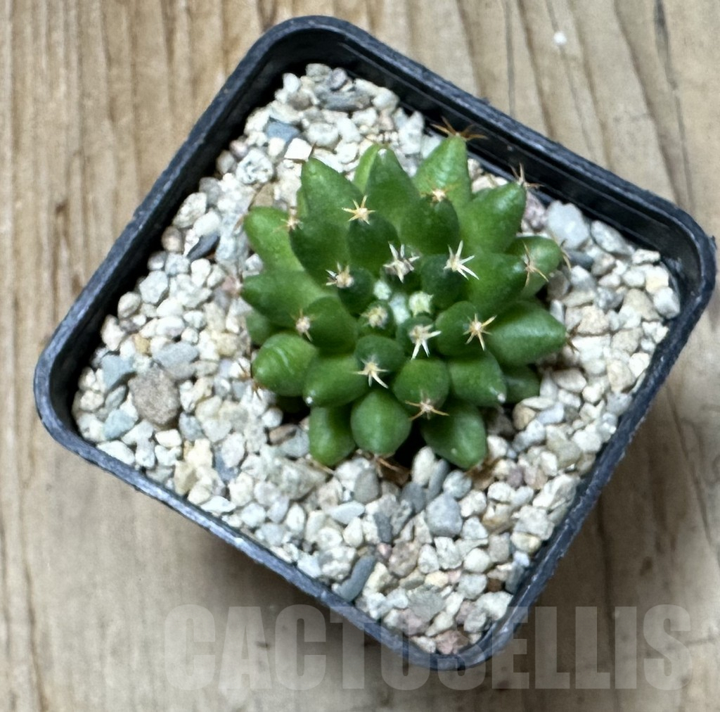 SHPR35366 Mammillaria camptotricha ‘Bru’ - Image 2