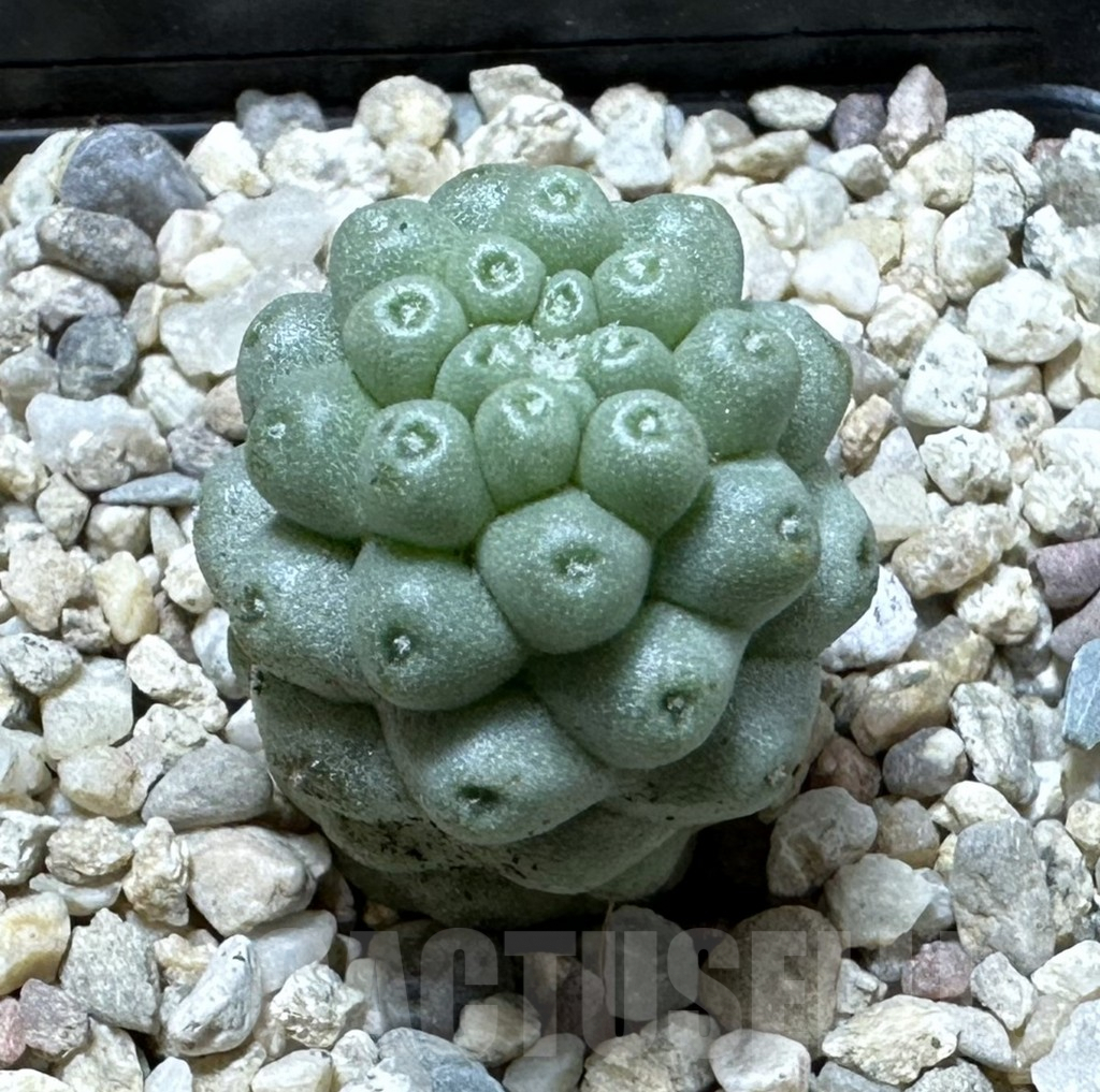 SHPR35367 Mammillaria schumannii ‘inermis’