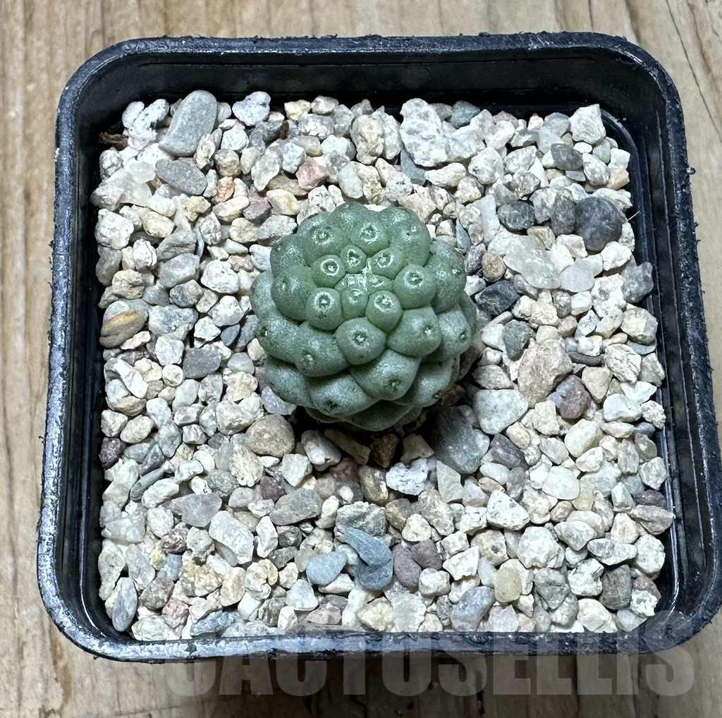 SHPR35367 Mammillaria schumannii ‘inermis’ - Image 2