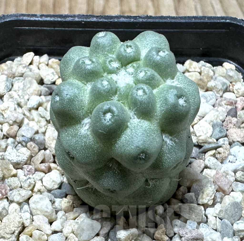 SHPR35368 Mammillaria schumannii ‘inermis’
