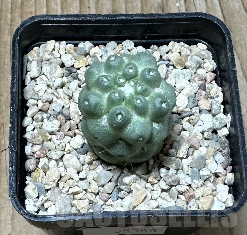 SHPR35368 Mammillaria schumannii ‘inermis’ - Imagen 2