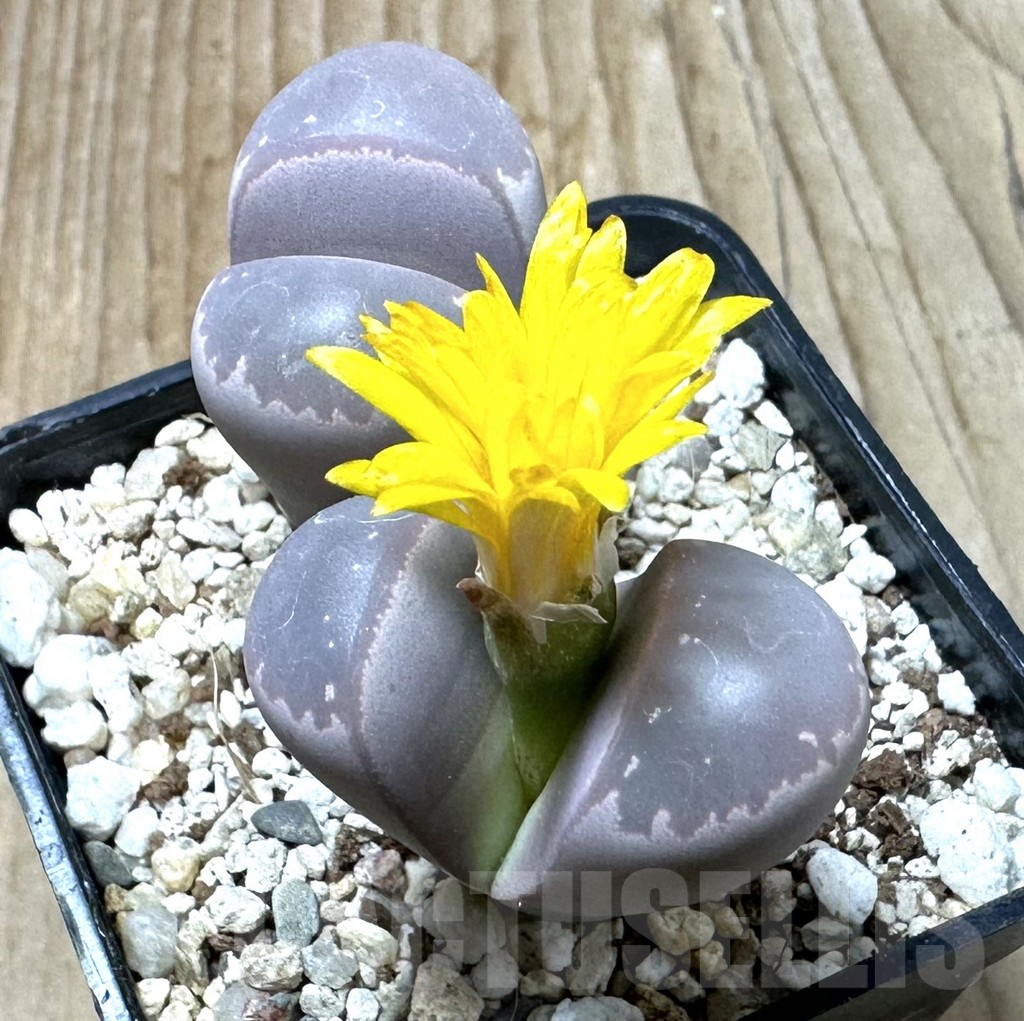 SHPR35360 Lithops olivacea ‘Red Olive’