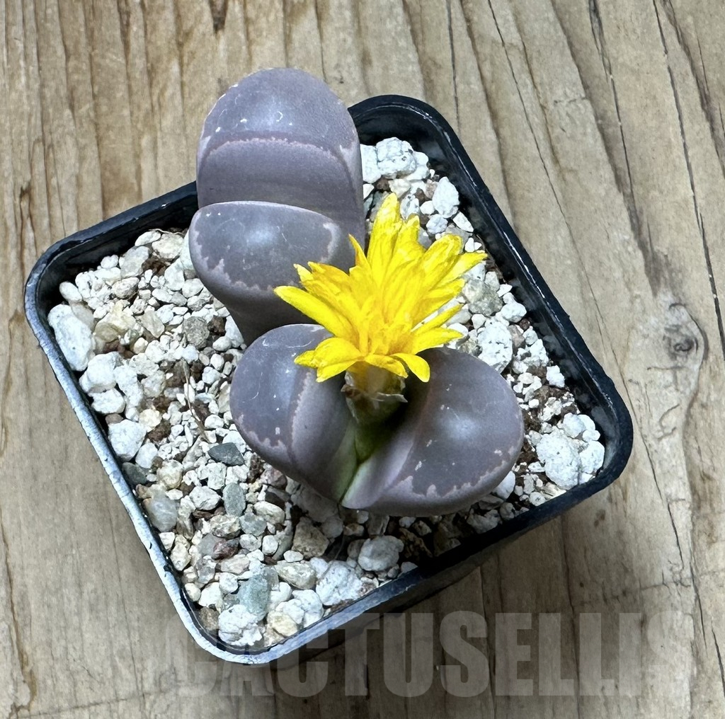 SHPR35360 Lithops olivacea ‘Red Olive’ - Image 3