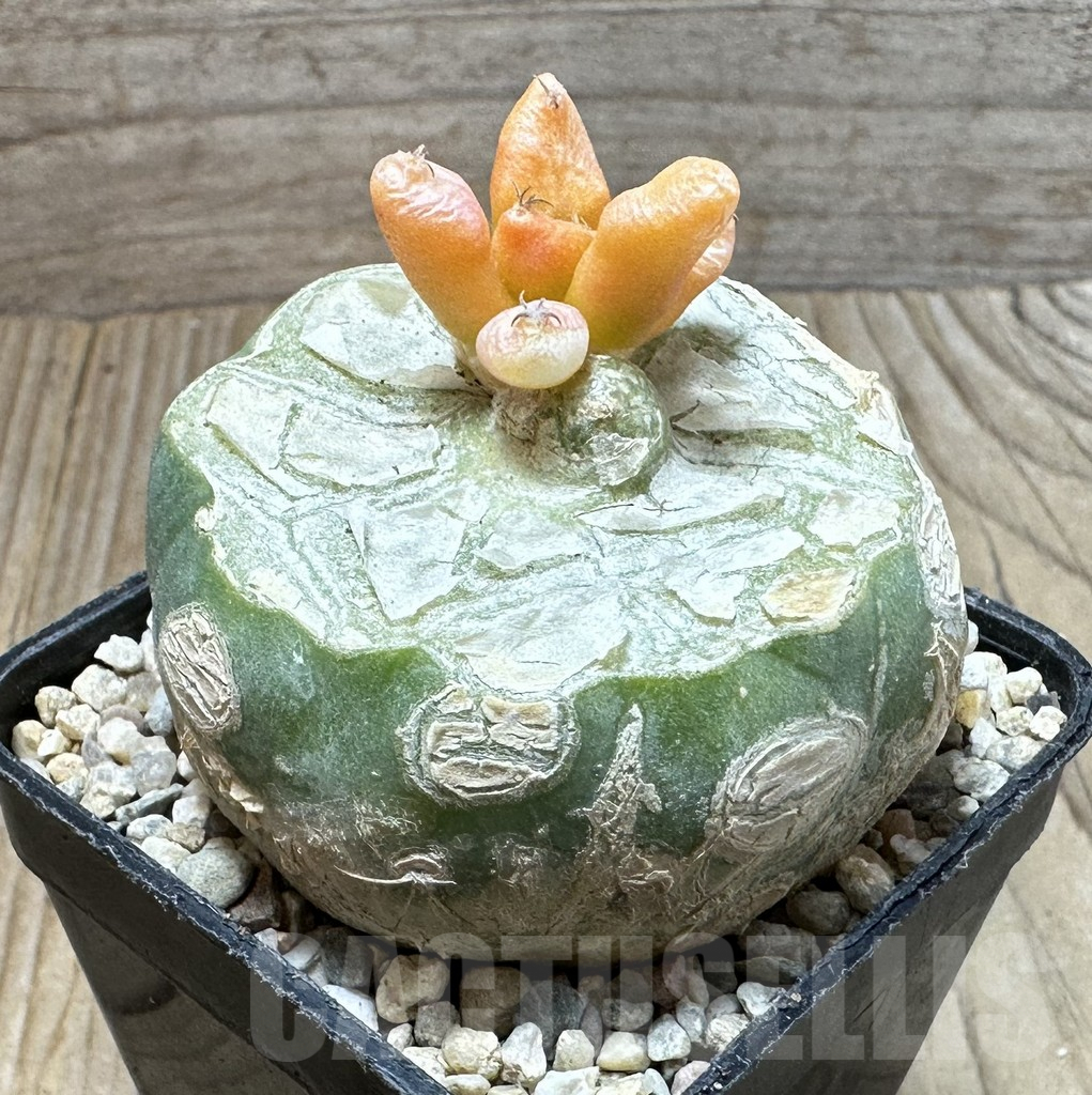 SHPR35375 Ariocarpus hybrid f. variegata, grafted - Image 2