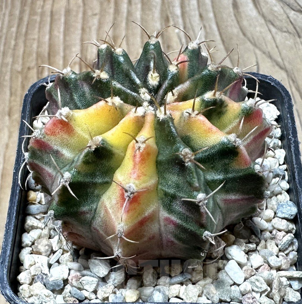SHPR35380 Gymnocalycium mihanovichii 'Fantasia'