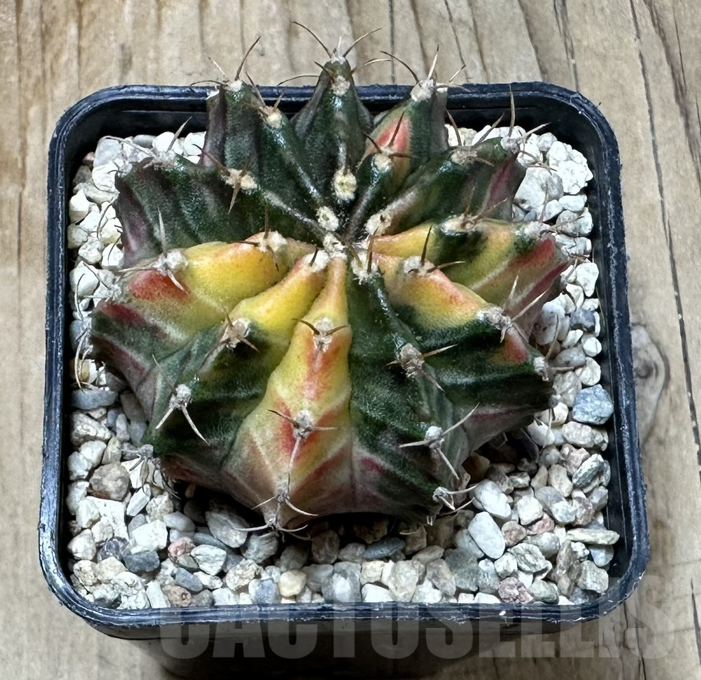 SHPR35380 Gymnocalycium mihanovichii 'Fantasia' - Image 2