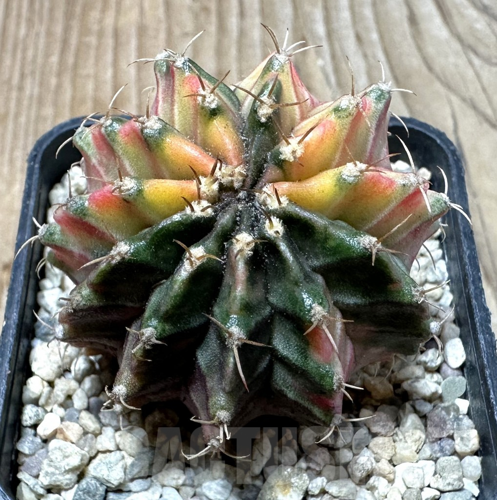 SHPR35381 Gymnocalycium mihanovichii 'Fantasia'