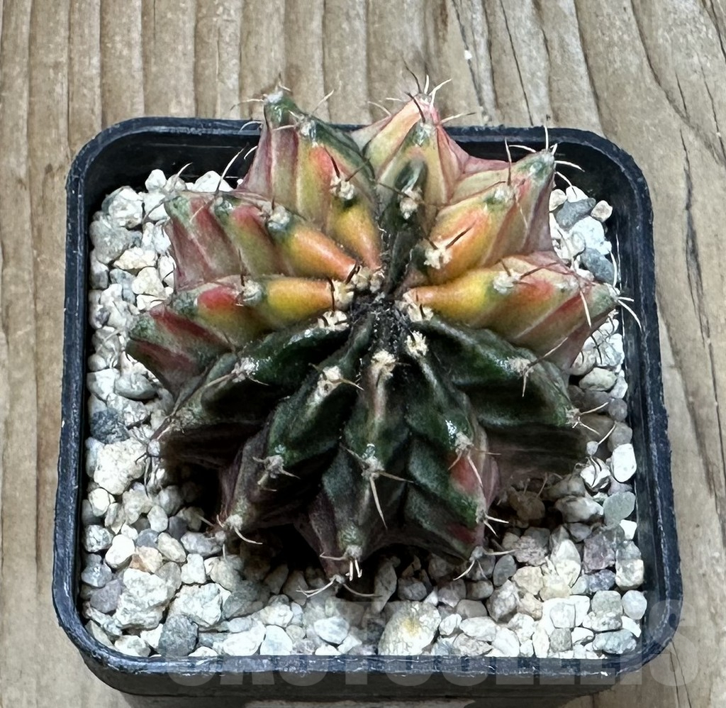 SHPR35381 Gymnocalycium mihanovichii 'Fantasia' - Image 2