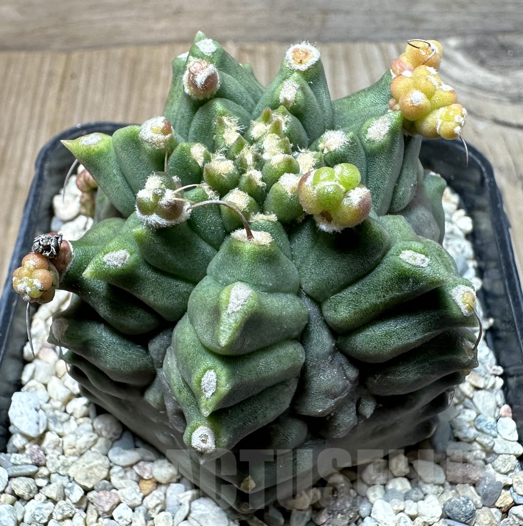 SHPR35382 Gymnocalycium mihanovichii ‘Transformer’