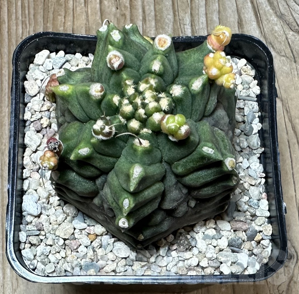 SHPR35382 Gymnocalycium mihanovichii ‘Transformer’ - Image 2