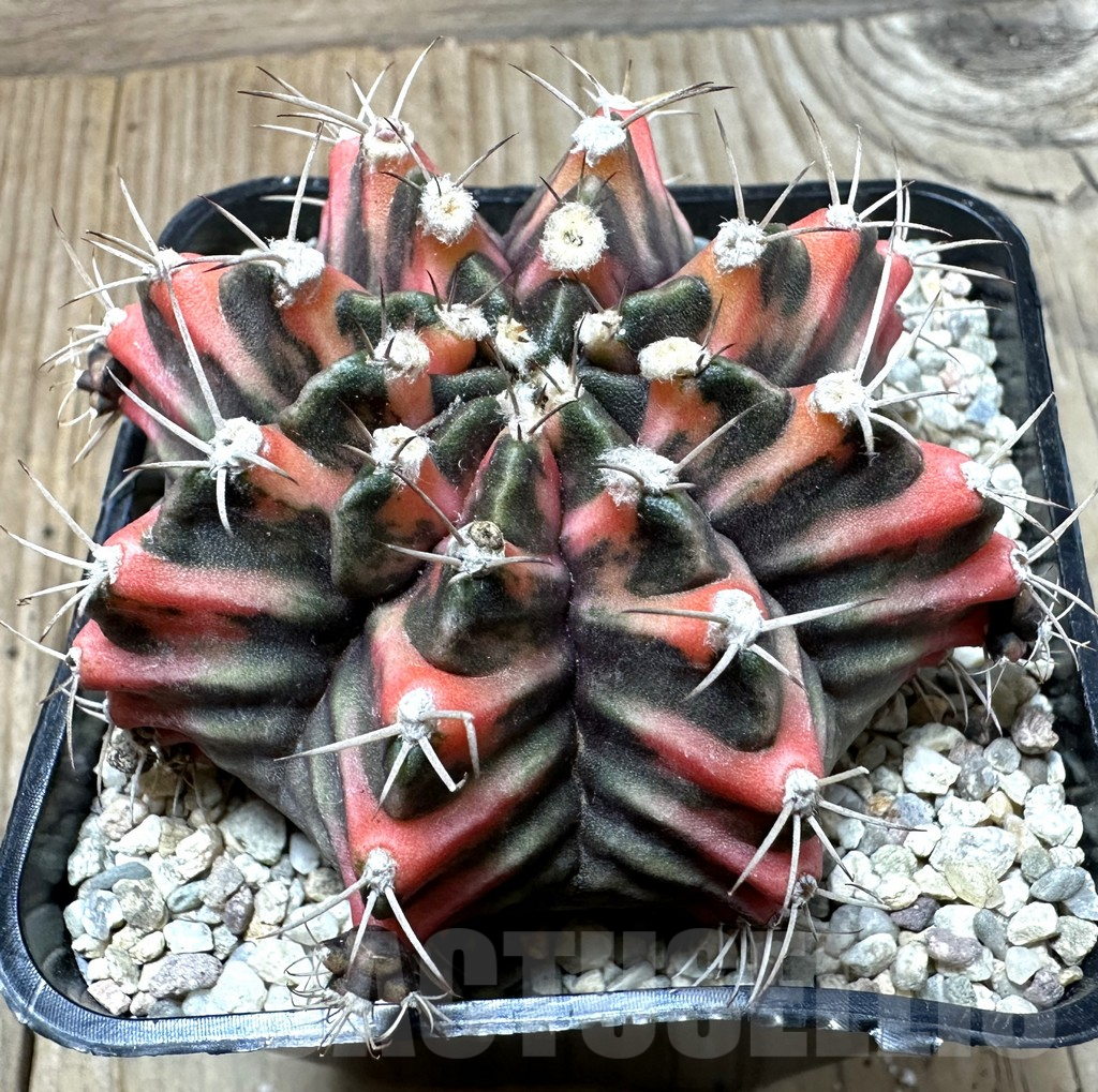 SHPR35383 Gymnocalycium friedrichii f. variegata seedling