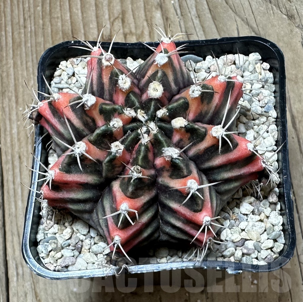 SHPR35383 Gymnocalycium friedrichii f. variegata seedling - Image 2