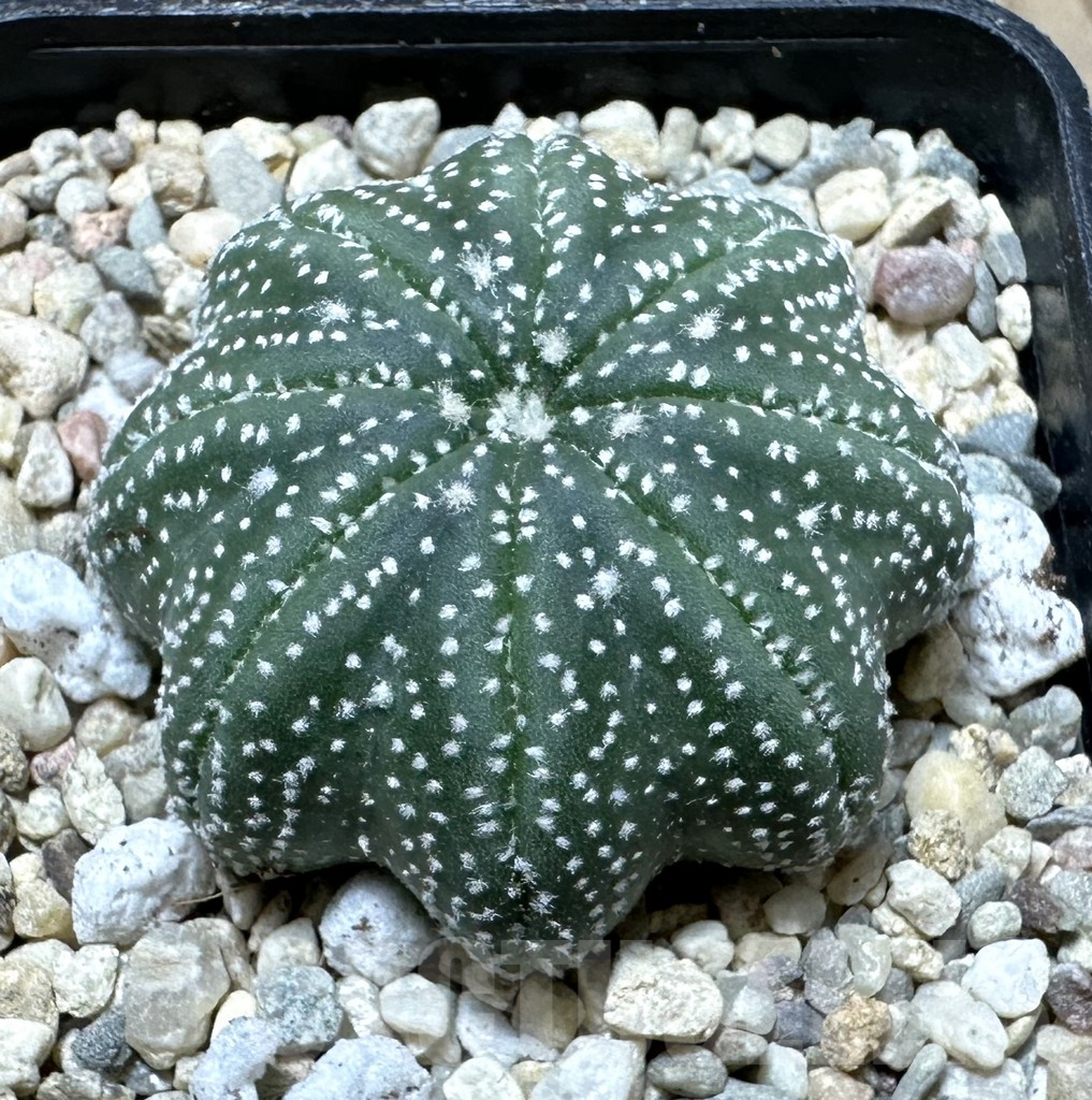 SHPR35408 Astrophytum asterias ‘Star shape’