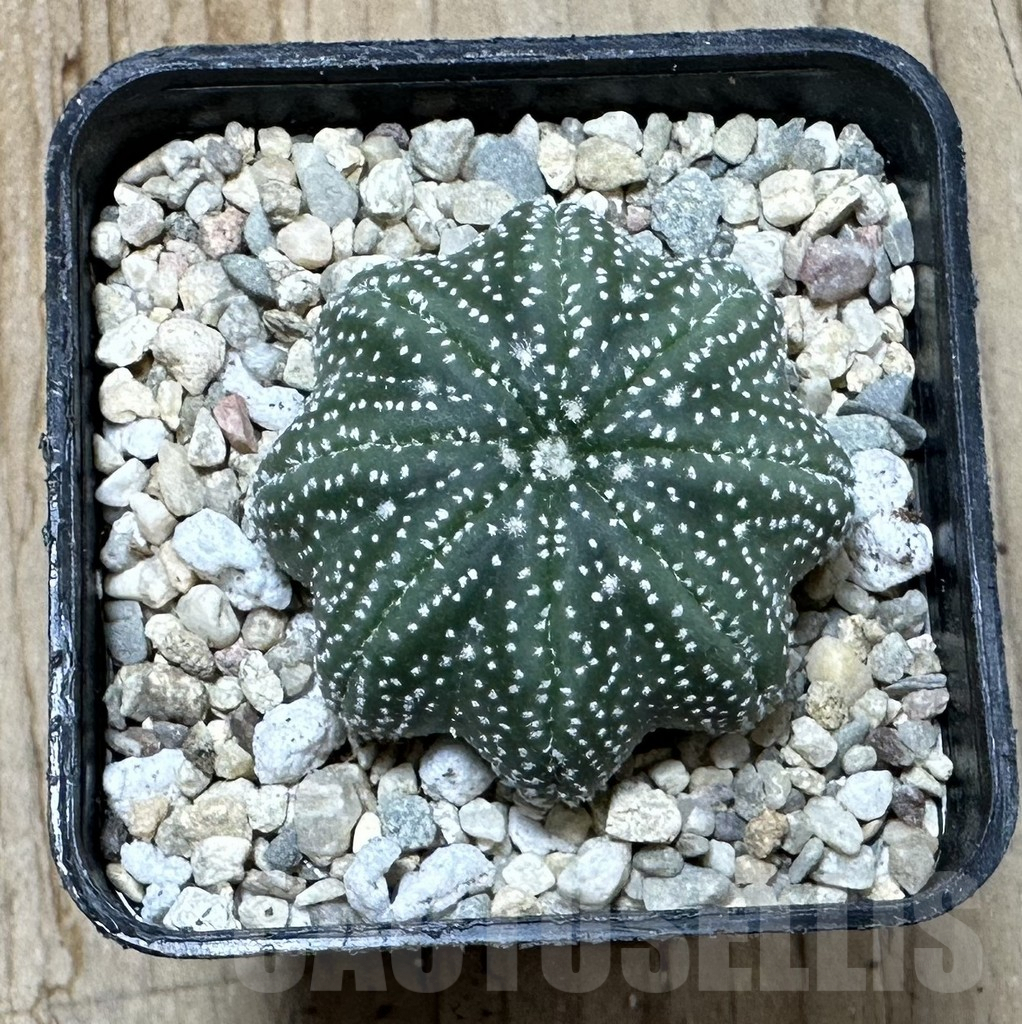 SHPR35408 Astrophytum asterias ‘Star shape’ - Image 2