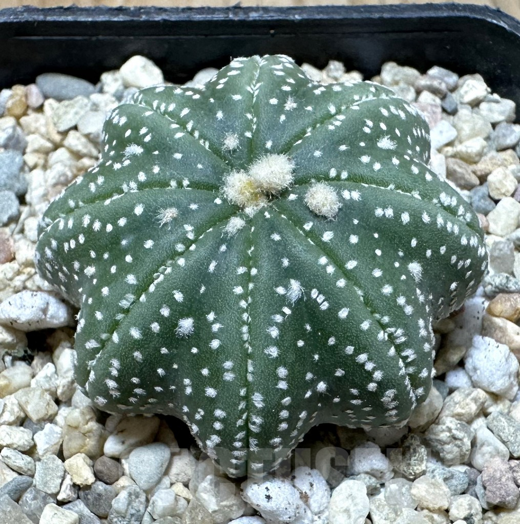 SHPR35409 Astrophytum asterias ‘Star shape’