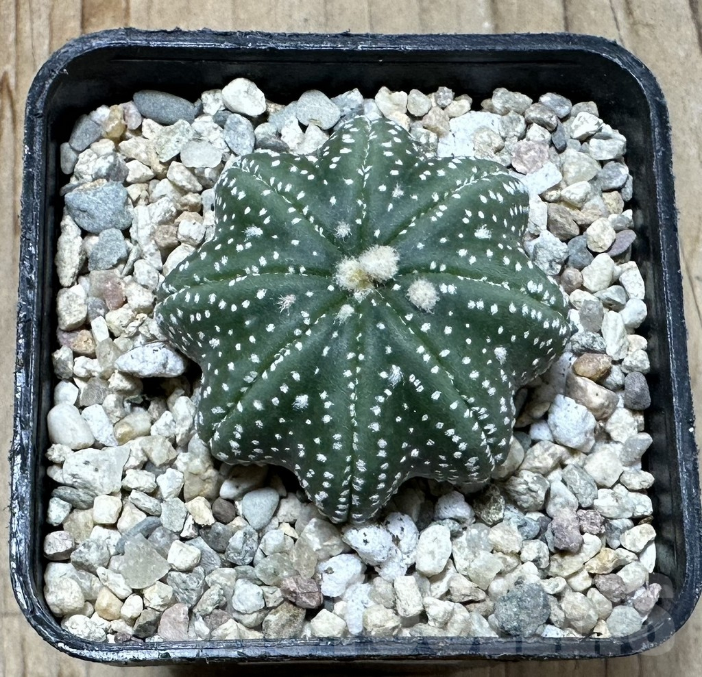 SHPR35409 Astrophytum asterias ‘Star shape’ - Image 2