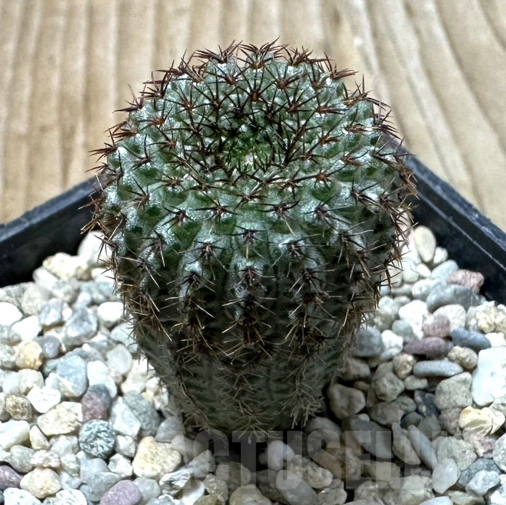 SHPR35362 Frailea chiquitana